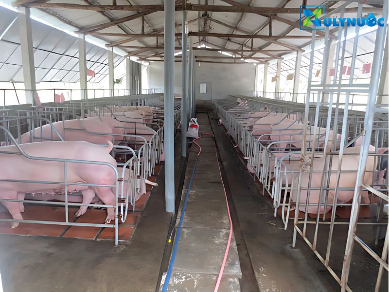 Chăn nuôi heo xử lý chất thải như thế nào