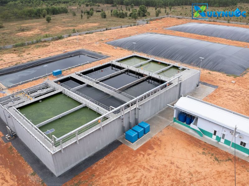 Lọc sinh học nước thải chăn nuôi heo hiệu quả