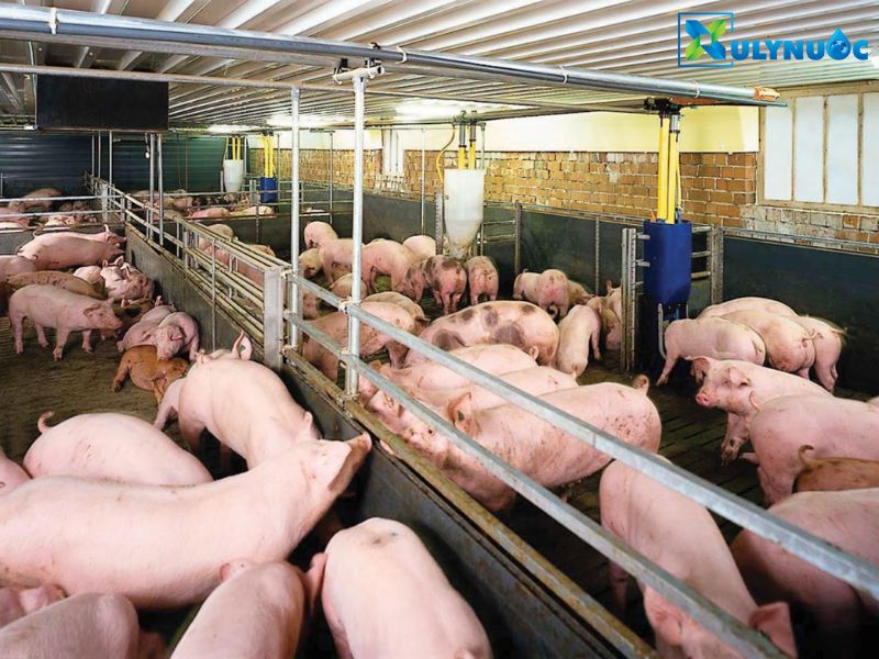 Phương pháp Biogas xử lý chất thải chăn nuôi heo