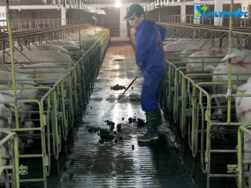Cung cấp giải pháp xử lý nước thải chăn nuôi heo hiệu quả