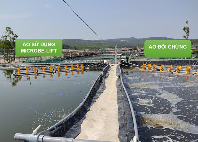 Vi sinh vật xử lý nước thải thủy Microbe Lift AQUA-C